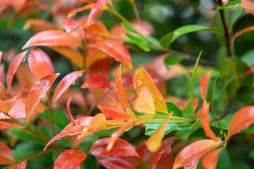 Close up of red Eugenia leaves