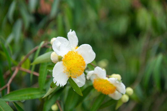 Ceylon ironwood | cobra saffron | Mesua ferrea | Kant Kaw Flower