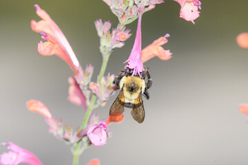 A bee visiting a pink flower.