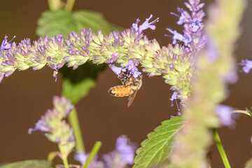 A bee visiting a purple flower.