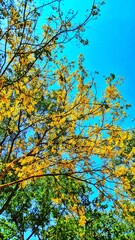 Beautiful autumn leaves on a tree