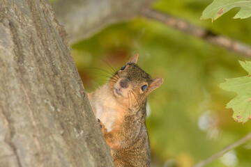 A squirrel posing by a tree surrounded by a fall background.