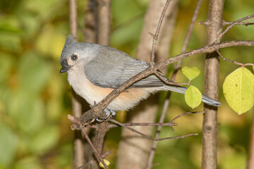 A titmouse bird perched in a tree with a fall background.