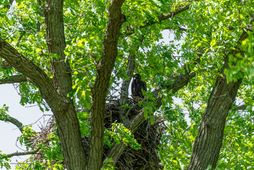 Bald Eaglet Perched In Its Nest In Spring In Wisconsin