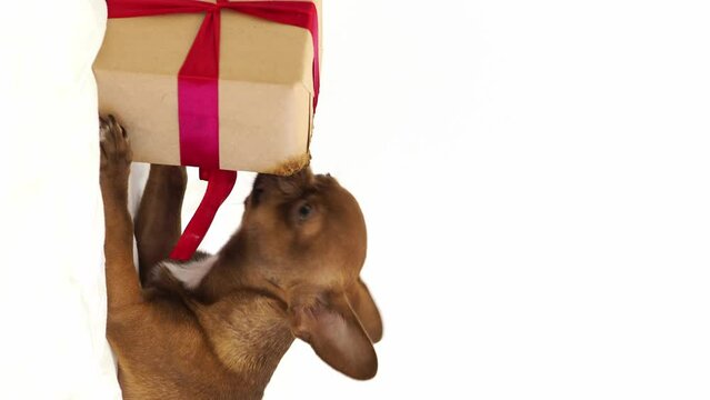 Christmas dog opens a gift. A brown puppy is chewing on a box with a red bow. Festive mood. A gift for a four-legged friend, a surprise for a pet. Dog on an isolated white background. vertical video