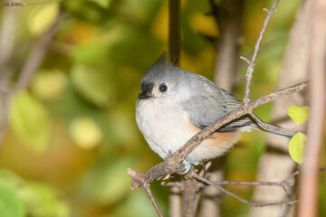 A titmouse bird perched in a tree with a fall background.