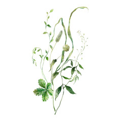 Watercolor meadow bouquet of herbs. Hand painted floral illustration isolated on white background. For design, print, fabric or background.
