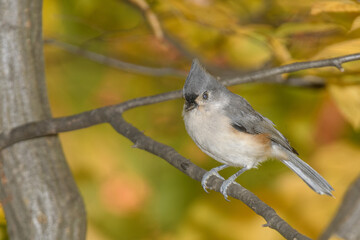 A titmouse bird perched in a tree with a fall background.