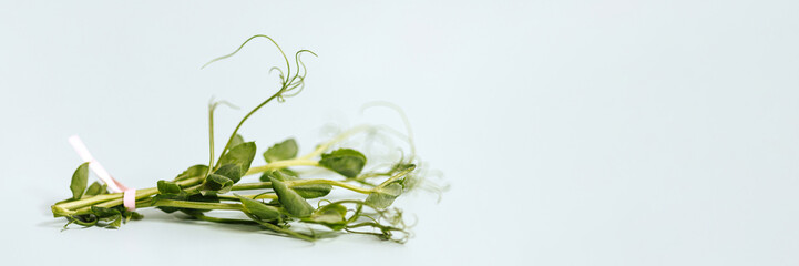 Microgreens in the form of a bouquet isolated on a light blue background with copy space