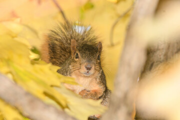 A squirrel posing by a tree surrounded by a fall background.