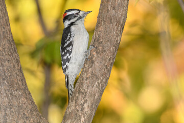 A downey woodpecker perched on a bracnh with fall colors in the background.