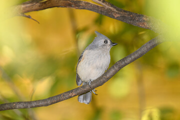 A titmouse bird perched in a tree with a fall background.