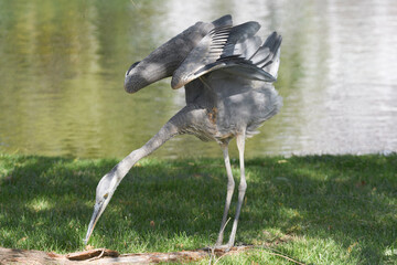 A blue heron standing under a tree by water.