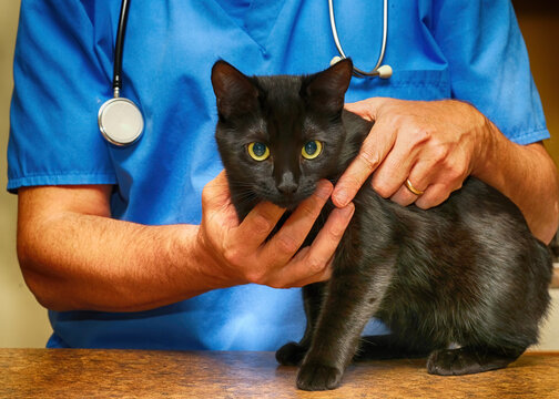 Dramatic photo of little black cat being cared for by a kind veterinarian. 