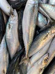 sardines fish background