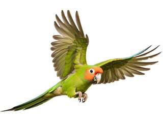Green-cheeked Conure's Vivid Flight