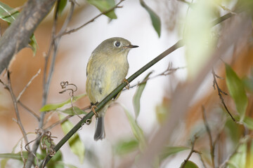 A ruby crowned kinglet perched on a bracnh with fall colors in the background.