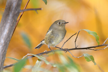 A ruby crowned kinglet perched on a bracnh with fall colors in the background.