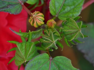 Blumen im Botanischen Garten im Sommer