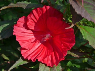 Blühende rote Hibiskusblüte im Botanischen Garten © Clarini