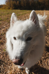 Obraz premium Plano entero de un perro samoyedo mirando a cámara