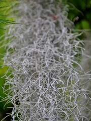 Silbergras in der Natur