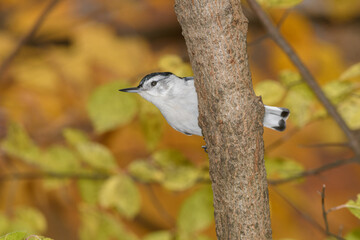 A nunchuck woodpecker perched on a bracnh with fall colors in the background.