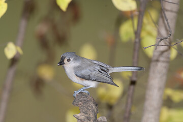 A titmouse bird perched in a tree with a fall background.
