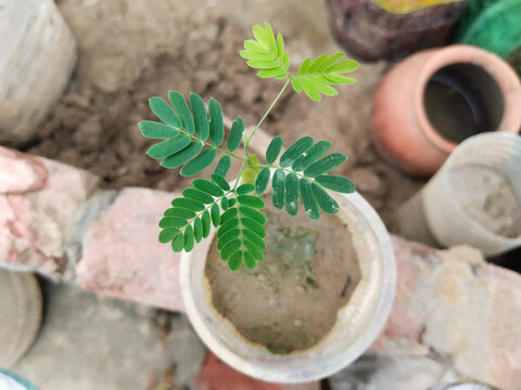 tamarind saplings of young plants in a disposal glass, plantation farming of tamarind (selective focus. growing at home.
