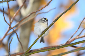 A ruby crowned kinglet perched on a bracnh with fall colors in the background.