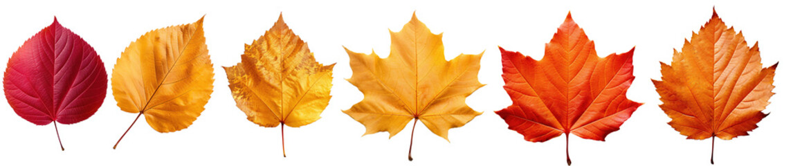 Autumn leaves. Collection of multicolored fallen autumn leaves isolated on transparent background