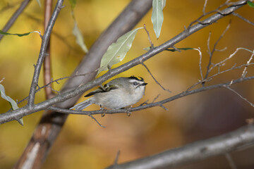 A ruby crowned kinglet perched on a bracnh with fall colors in the background.