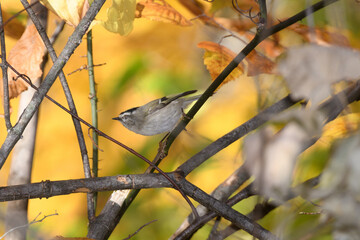 A ruby crowned kinglet perched on a bracnh with fall colors in the background.