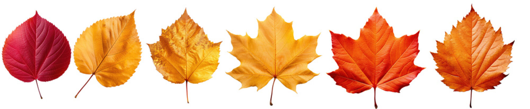 Autumn leaves. Collection of multicolored fallen autumn leaves isolated on transparent background