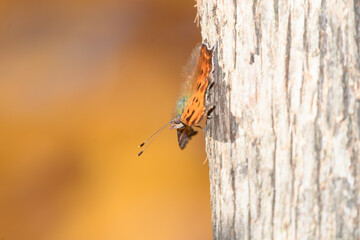 A orange butterfly during the fall.