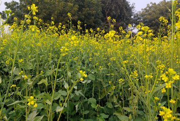 Canola field. Rapeseed plant, colza rapeseed for green energy. Yellow rape flower for healthy food oil on field. Springtime golden flowering
