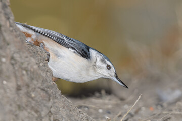 A nunchuck woodpecker perched on a bracnh with fall colors in the background.