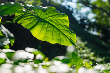 Close up shot of Alocasia odora leaves