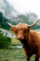 highland cow with horns