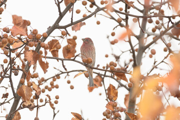 A house finch bird perched on a bracnh with fall colors in the background.