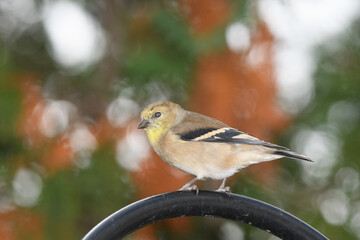 A yellow finch perched with fall colors in the background.
