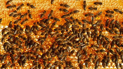 Closeup of honey bees on wax honeycomb with hexagonal cells for apiary and beekeeping concept...