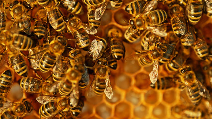 Closeup of honey bees on wax honeycomb with hexagonal cells for apiary and beekeeping concept background