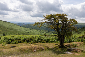 Fototapeta na wymiar landscape with tree in dartmoor united kingdom