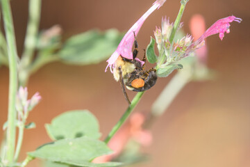 A bumblebee with a pollen sac visiting a pink flower.