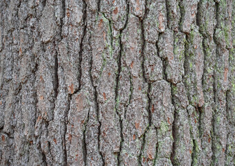Fototapeta premium Embossed texture of the brown bark of a tree 