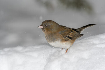 A sparrow bird on the ground with snow and a winter background.