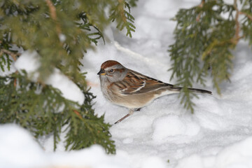 A sparrow bird on the ground with snow and a winter background.
