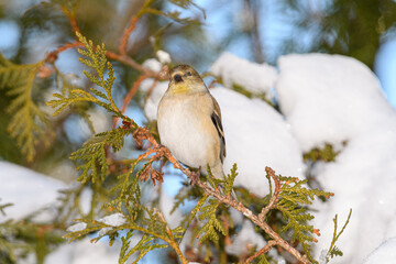A yellow finch bird perched on a branch with a winter background.