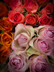 bouquet of roses,